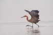 Egretta-rufescens;Feeding-Behavior;One;Reddish-Egret;avifauna;bird;birds;color-i